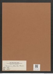Synedra tenella Grun. (de-Toni-Nr.: Genus 66, Species 2665) Zeichnungen Sammlung Grunow Mappe 02850 (Herbarium_W_Grunow_drawings_Folder_02850)
